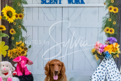 26-3-15-Scent-Work-1225