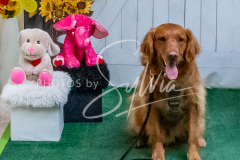 26-3-15-Scent-Work-1226