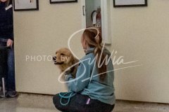 26-3-15-Scent-Work-1234