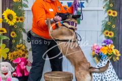 26-3-15-Scent-Work-1267