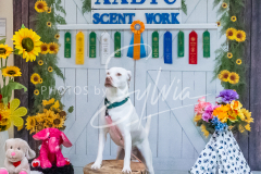 26-3-15-Scent-Work-1280