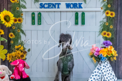 26-3-15-Scent-Work-1310