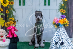 26-3-15-Scent-Work-1312