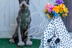 26-3-15-Scent-Work-1313