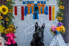 26-3-15-Scent-Work-1314