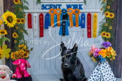 26-3-15-Scent-Work-1318