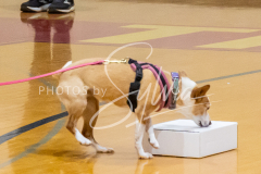 26-3-15-Scent-Work-132