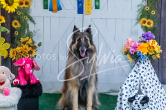 26-3-15-Scent-Work-1331