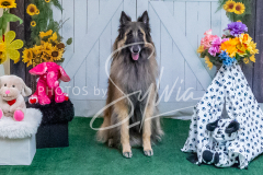 26-3-15-Scent-Work-1332