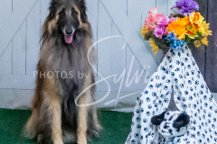 26-3-15-Scent-Work-1333