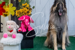 26-3-15-Scent-Work-1335