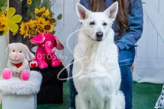 26-3-15-Scent-Work-1351