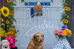 26-3-15-Scent-Work-1367