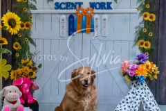 26-3-15-Scent-Work-1369