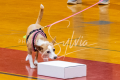 26-3-15-Scent-Work-137