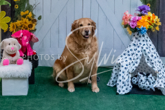 26-3-15-Scent-Work-1373