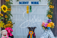 26-3-15-Scent-Work-1374