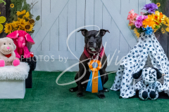 26-3-15-Scent-Work-1383