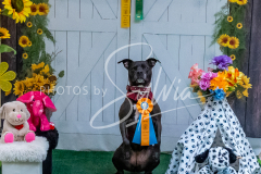 26-3-15-Scent-Work-1384