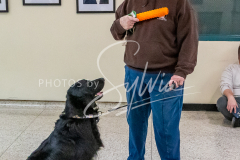 26-3-15-Scent-Work-1389