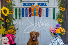 26-3-15-Scent-Work-1390