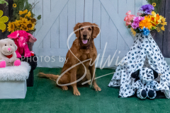 26-3-15-Scent-Work-1393