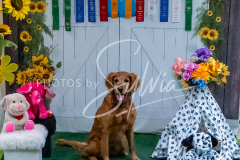 26-3-15-Scent-Work-1395