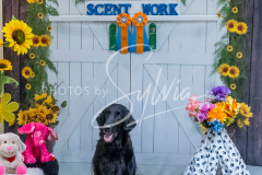 26-3-15-Scent-Work-1402