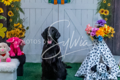 26-3-15-Scent-Work-1406