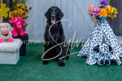 26-3-15-Scent-Work-1408