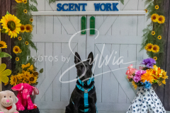 26-3-15-Scent-Work-1410