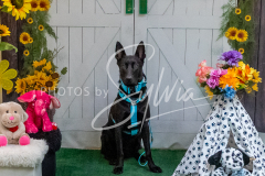 26-3-15-Scent-Work-1412