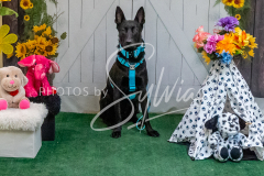 26-3-15-Scent-Work-1413