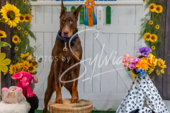 26-3-15-Scent-Work-1430