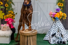 26-3-15-Scent-Work-1431