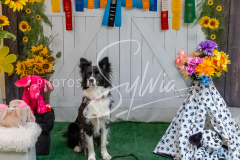 26-3-15-Scent-Work-1438