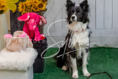 26-3-15-Scent-Work-1440