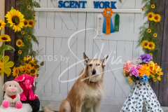 26-3-15-Scent-Work-1449