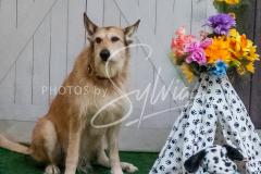 26-3-15-Scent-Work-1450