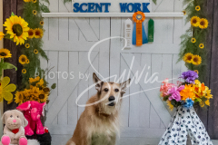 26-3-15-Scent-Work-1458