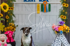 26-3-15-Scent-Work-1463