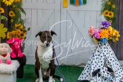 26-3-15-Scent-Work-1467