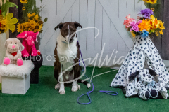 26-3-15-Scent-Work-1468