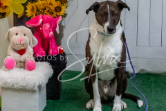 26-3-15-Scent-Work-1469