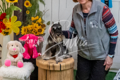 26-3-15-Scent-Work-1485