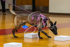 26-3-15-Scent-Work-150