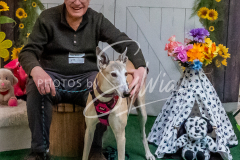 26-3-15-Scent-Work-1509