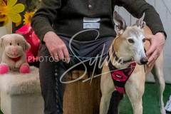 26-3-15-Scent-Work-1510