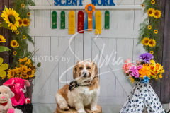 26-3-15-Scent-Work-1512