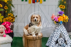 26-3-15-Scent-Work-1513